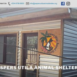 Jaspers Utila Animal Shelter